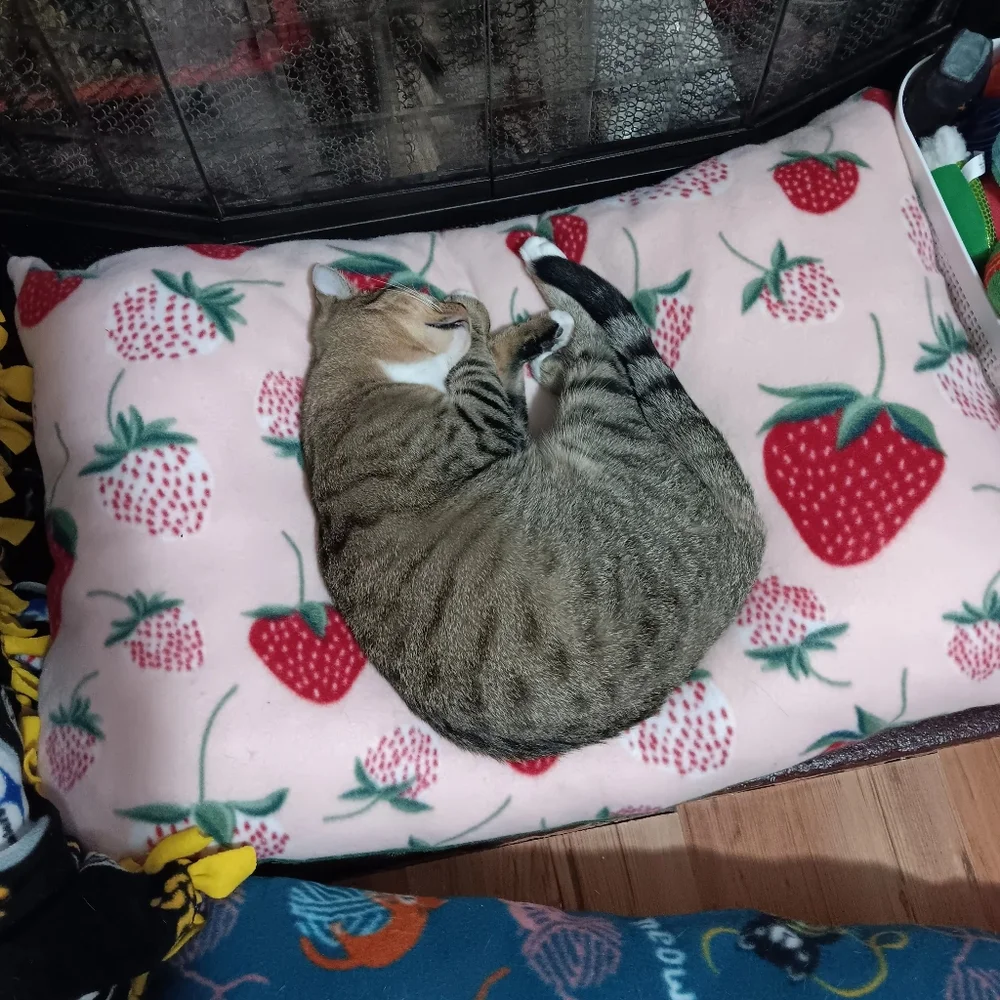Plush Strawberry Cat Bed Dog Bed Pet Bed Handmade